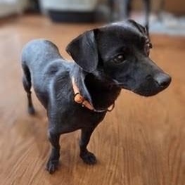 Enlarge Coffee Litter Java, a Adoptable mixed breed in Redwood City, CA image 4/6