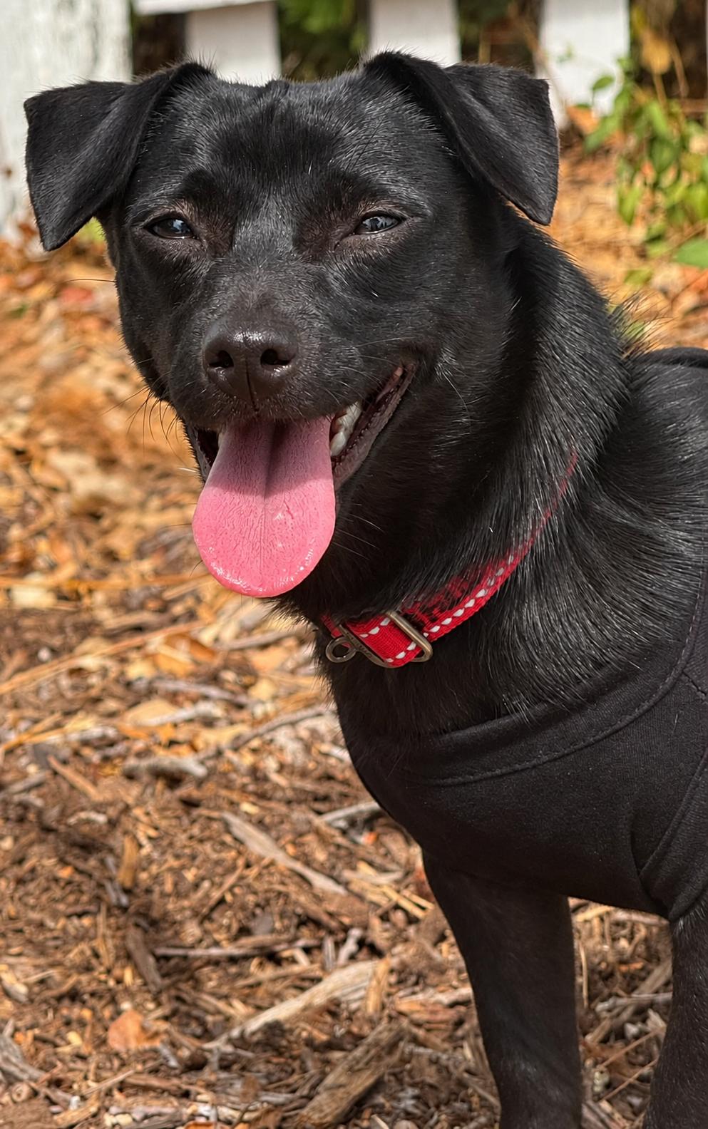 Enlarge Coffee Litter Java, a Adoptable mixed breed in Redwood City, CA image 3/6