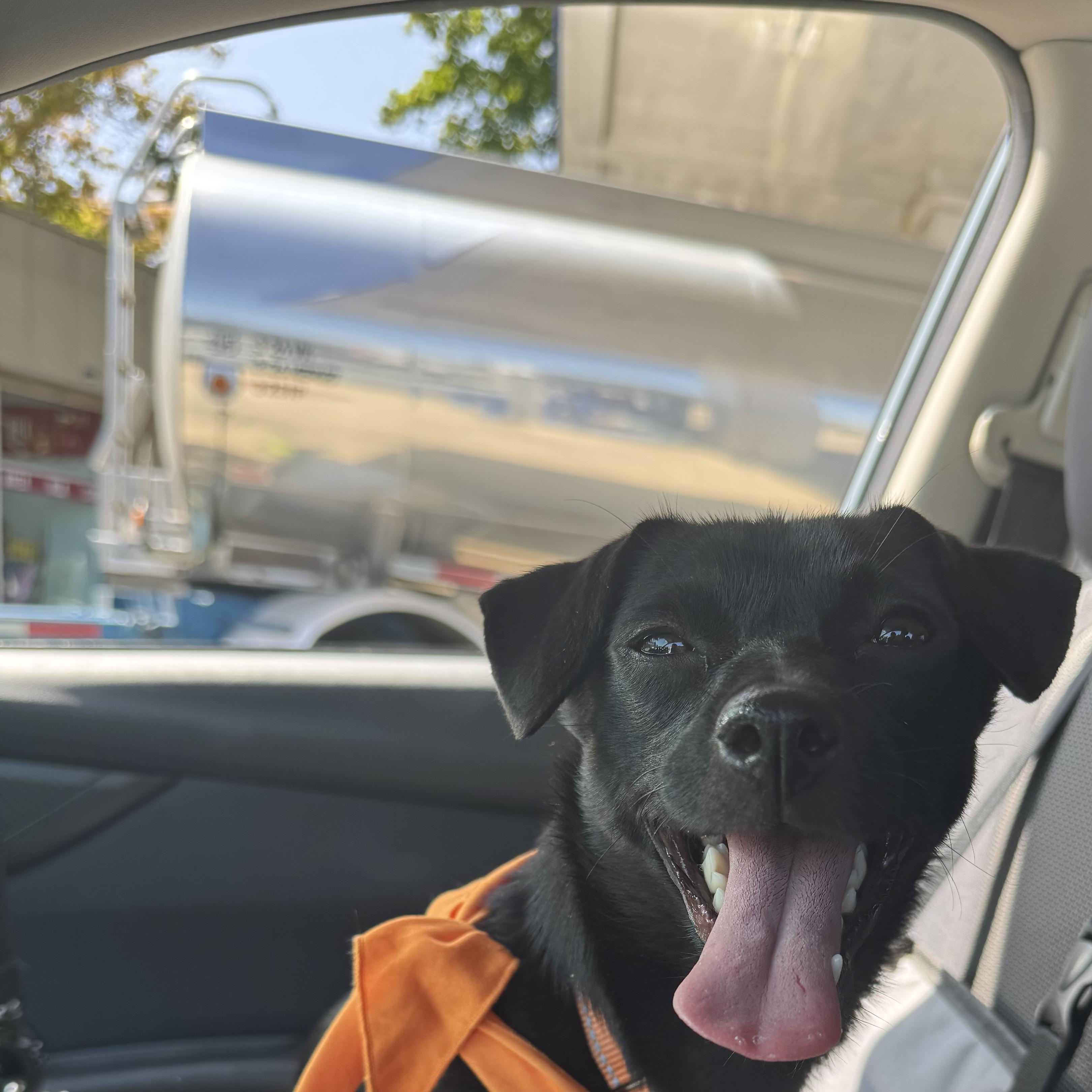 Enlarge Coffee Litter Java, a Adoptable mixed breed in Redwood City, CA image 5/6