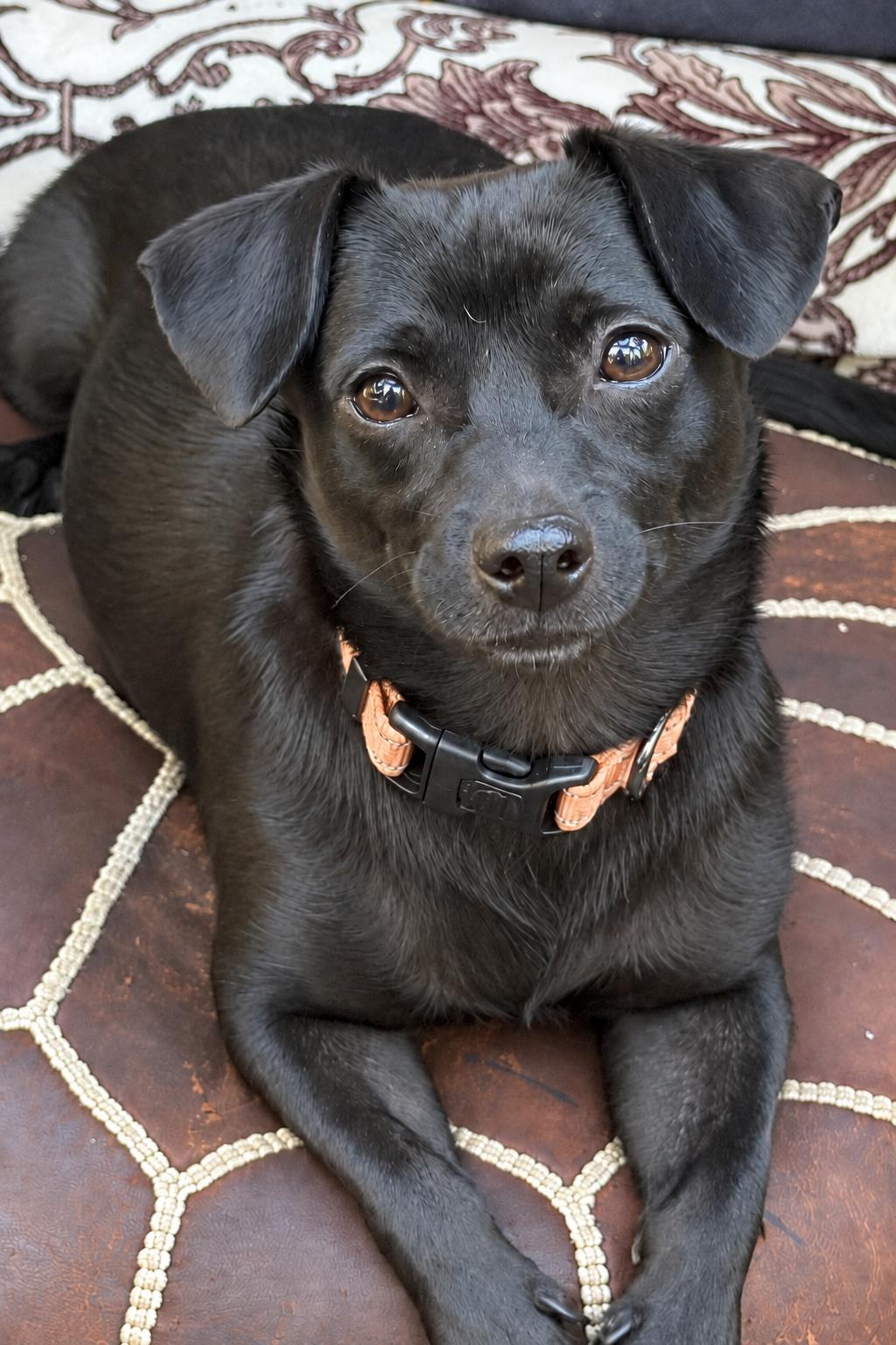 Coffee Litter Java, Adoptable, Young Female Dachshund & Chihuahua.