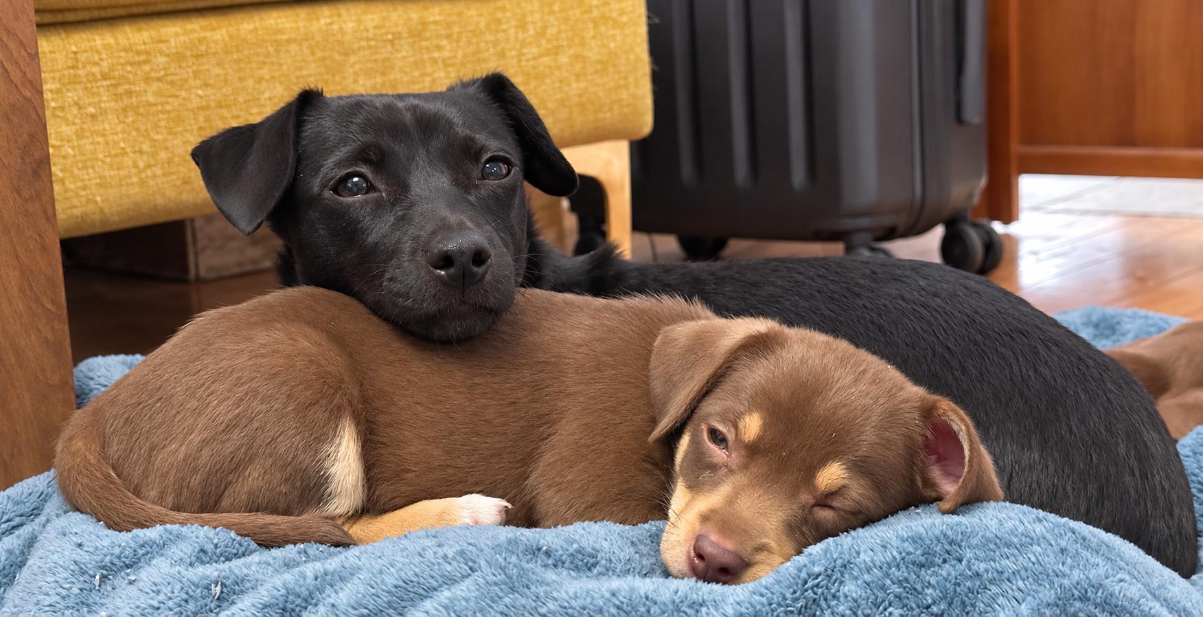Enlarge Coffee Litter Java, a Adoptable mixed breed in Redwood City, CA image 2/6