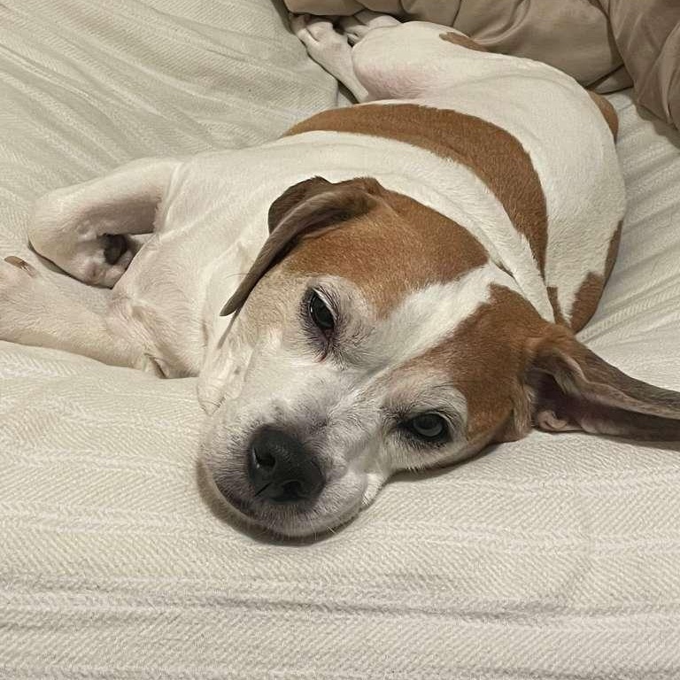Kilo, a ADOPTABLE Beagle in New York, NY image 3/6