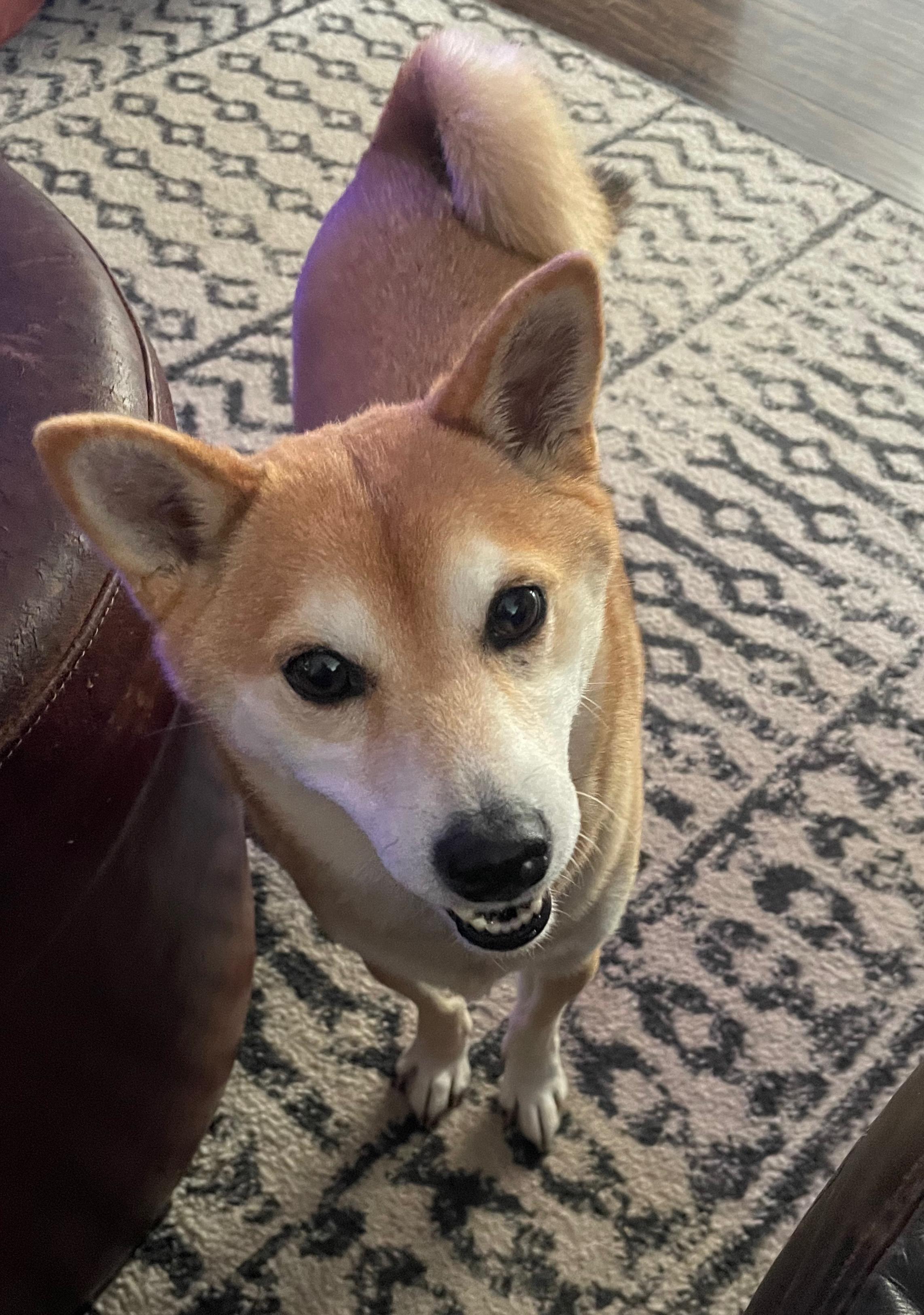 Kiko