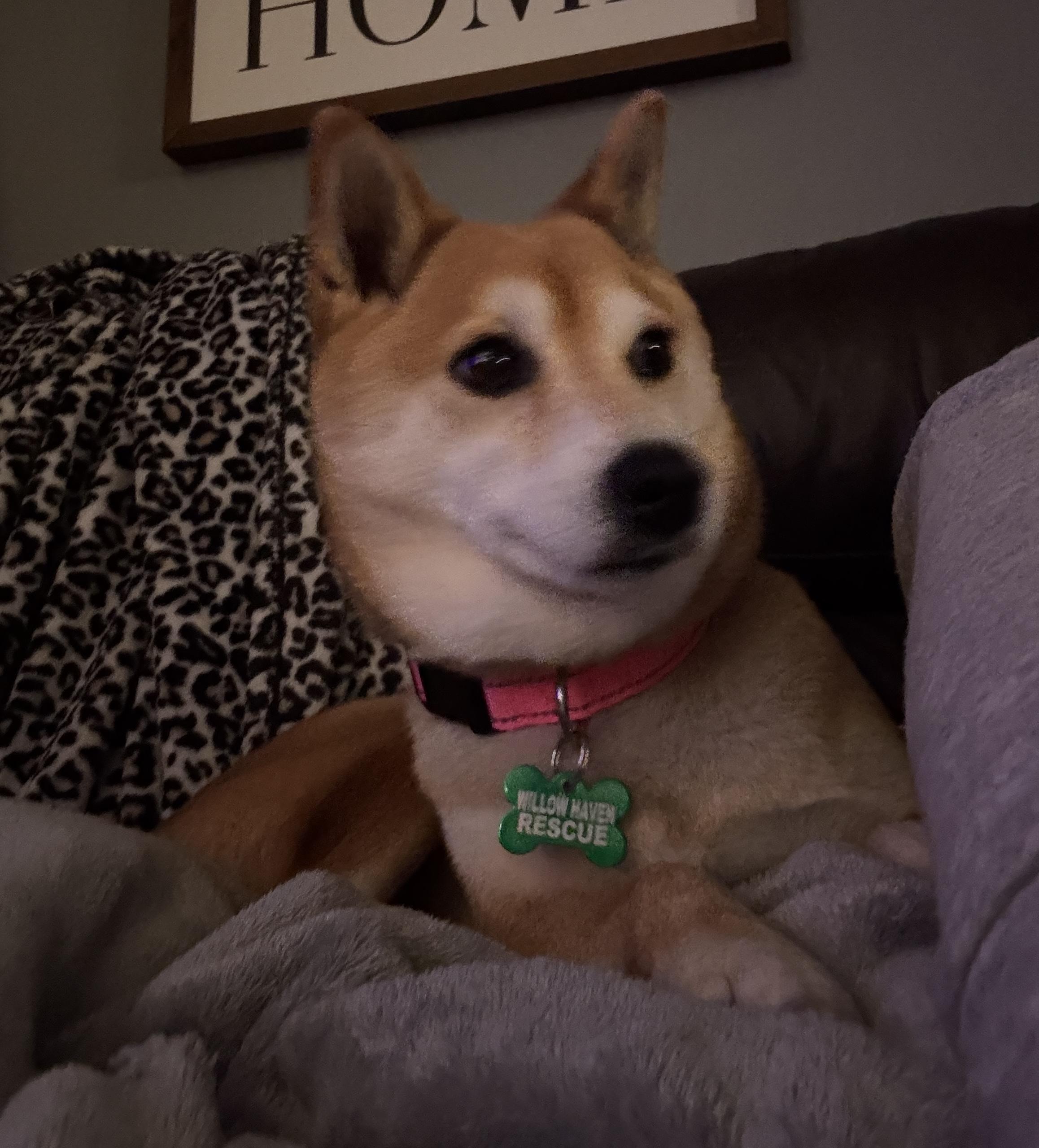 Kiko thumbnail 2