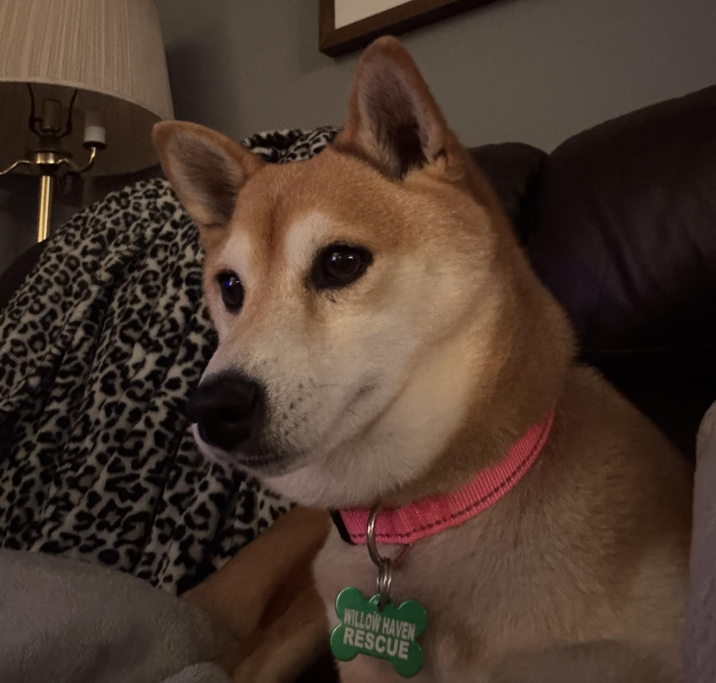 Kiko thumbnail 3