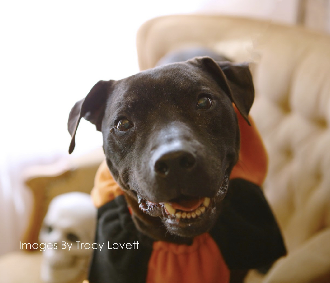 Enlarge Sheldon, a Adoptable American Bully in Shenandoah, IA image 1/1