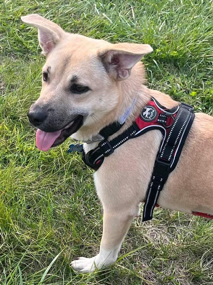 Sakura, an adoptable mixed breed in Wappingers Falls, NY image 1/5