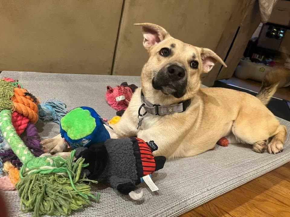 Sakura, an adoptable mixed breed in Wappingers Falls, NY image 2/5