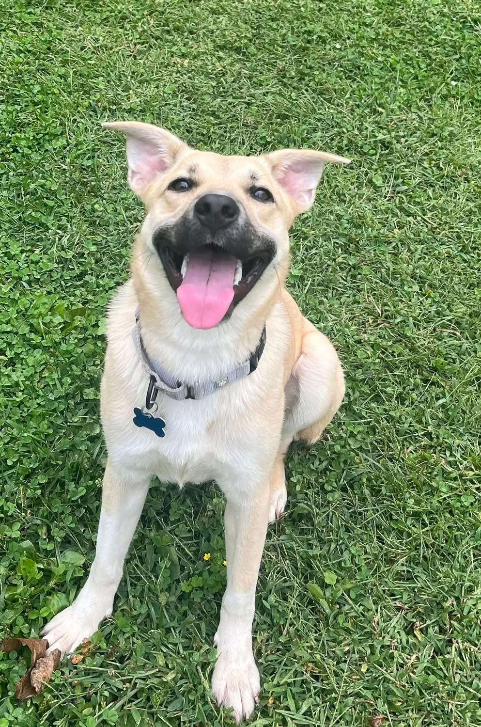 Sakura, an adoptable mixed breed in Wappingers Falls, NY image 3/5