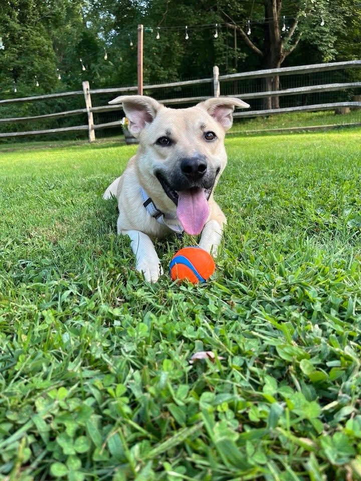 Sakura, an adoptable mixed breed in Wappingers Falls, NY image 4/5
