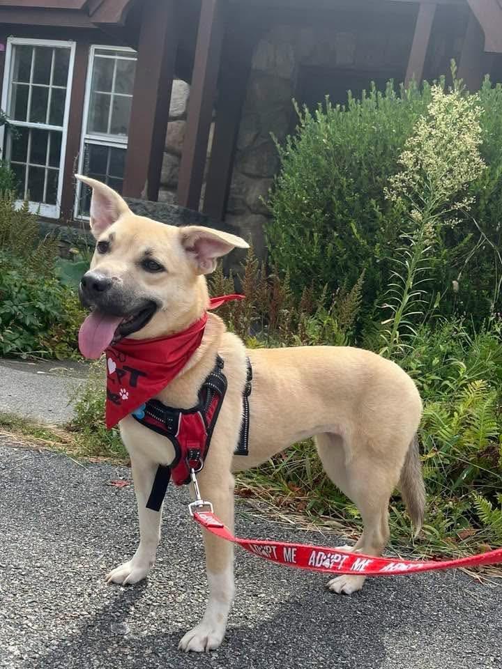 Sakura, an adoptable mixed breed in Wappingers Falls, NY image 5/5