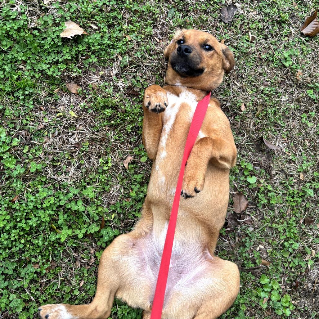 Chevy, a Adoptable Mixed Breed in Clanton, AL image 1/5