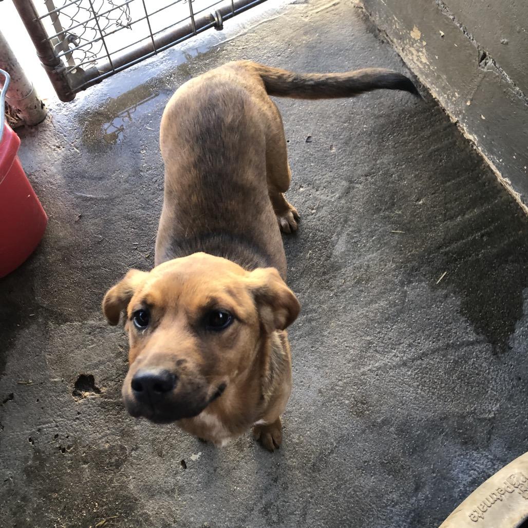 Chevy, a Adoptable Mixed Breed in Clanton, AL image 2/5