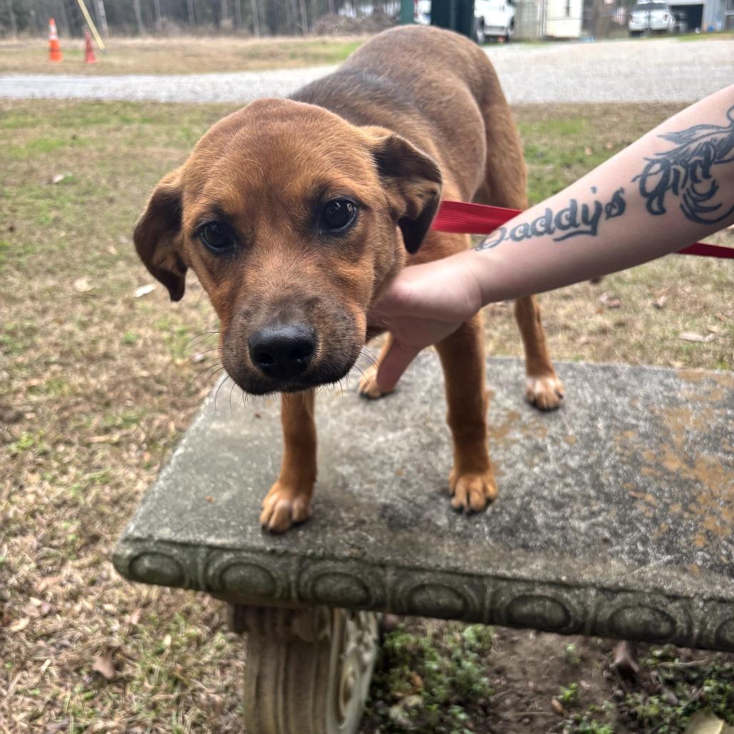 Chevy, a Adoptable Mixed Breed in Clanton, AL image 3/5