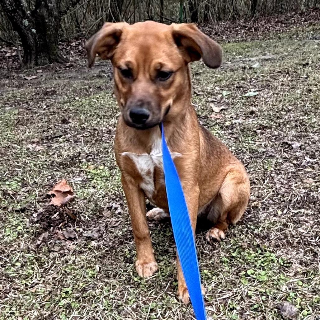 Chevy, a Adoptable Mixed Breed in Clanton, AL image 4/5