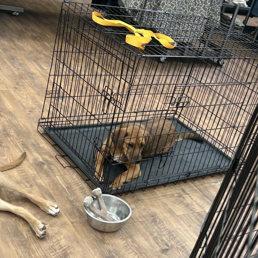 Chevy, a Adoptable Mixed Breed in Clanton, AL image 5/5