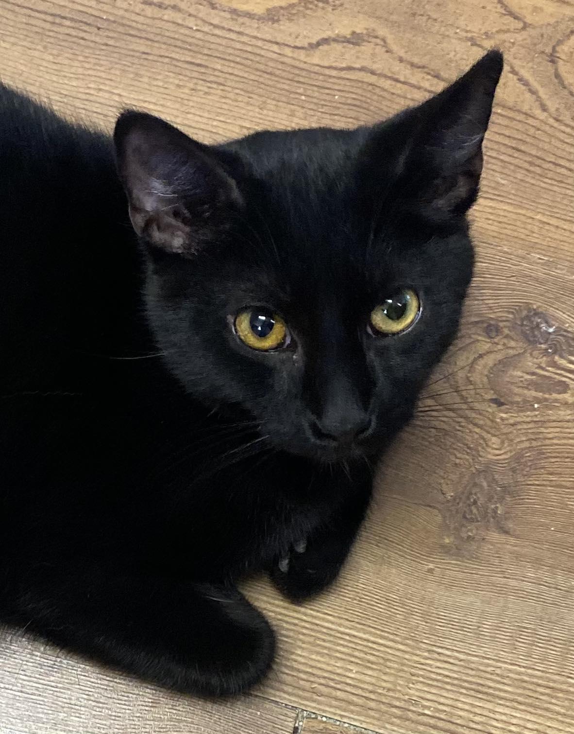 Asher, ADOPTABLE, Young Male Domestic Short Hair.