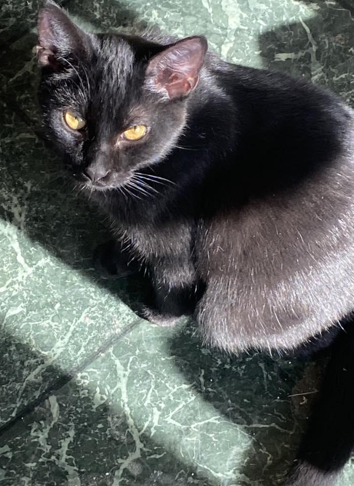 Enlarge Asher, a ADOPTABLE Domestic Short Hair in Manhattan, KS image 2/2