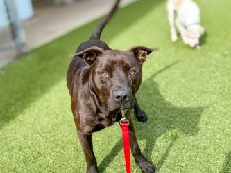 Cannon Ball, Adoptable, Adult Male Mastiff & Mixed Breed.
