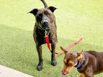Cannon Ball, a Adoptable mixed breed in Gainesville, FL image 2/3
