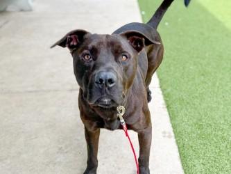 Cannon Ball, a Adoptable mixed breed in Gainesville, FL image 3/3
