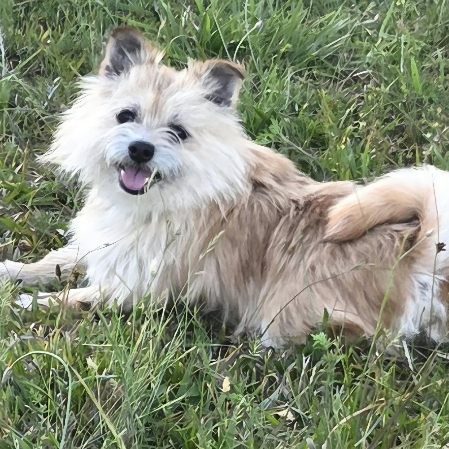 Enlarge Little Bill (20260605-01), an adopted mixed breed in Niagara on the Lake, ON image 5/5