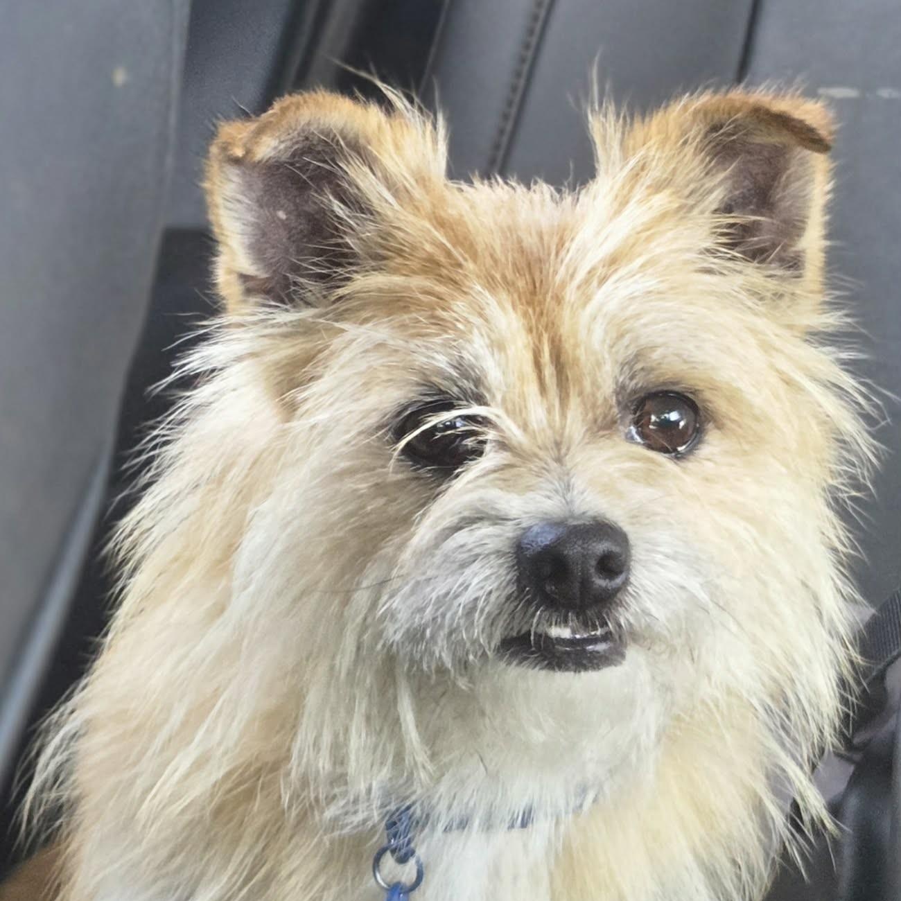 Enlarge Little Bill (20260605-01), an adopted mixed breed in Niagara on the Lake, ON image 2/5