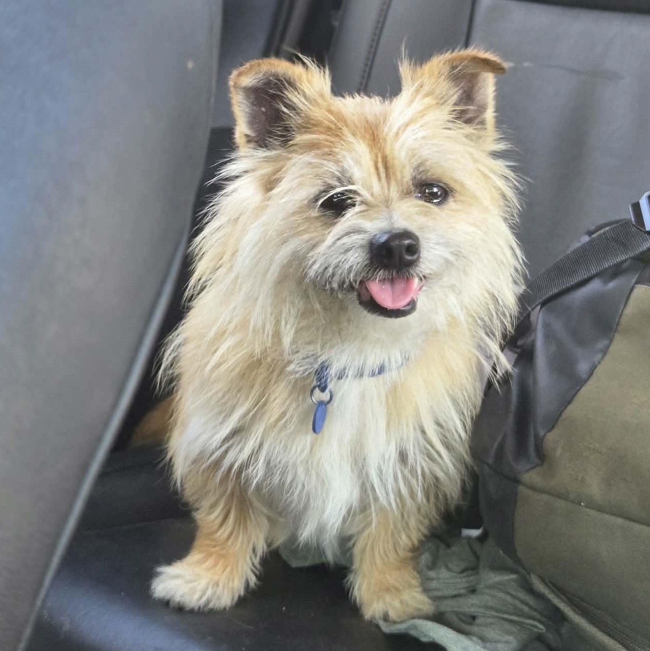 Enlarge Little Bill (20260605-01), an adopted mixed breed in Niagara on the Lake, ON image 4/5
