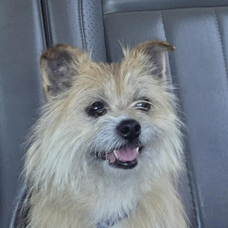Enlarge Little Bill (20260605-01), an adopted mixed breed in Niagara on the Lake, ON image 1/5