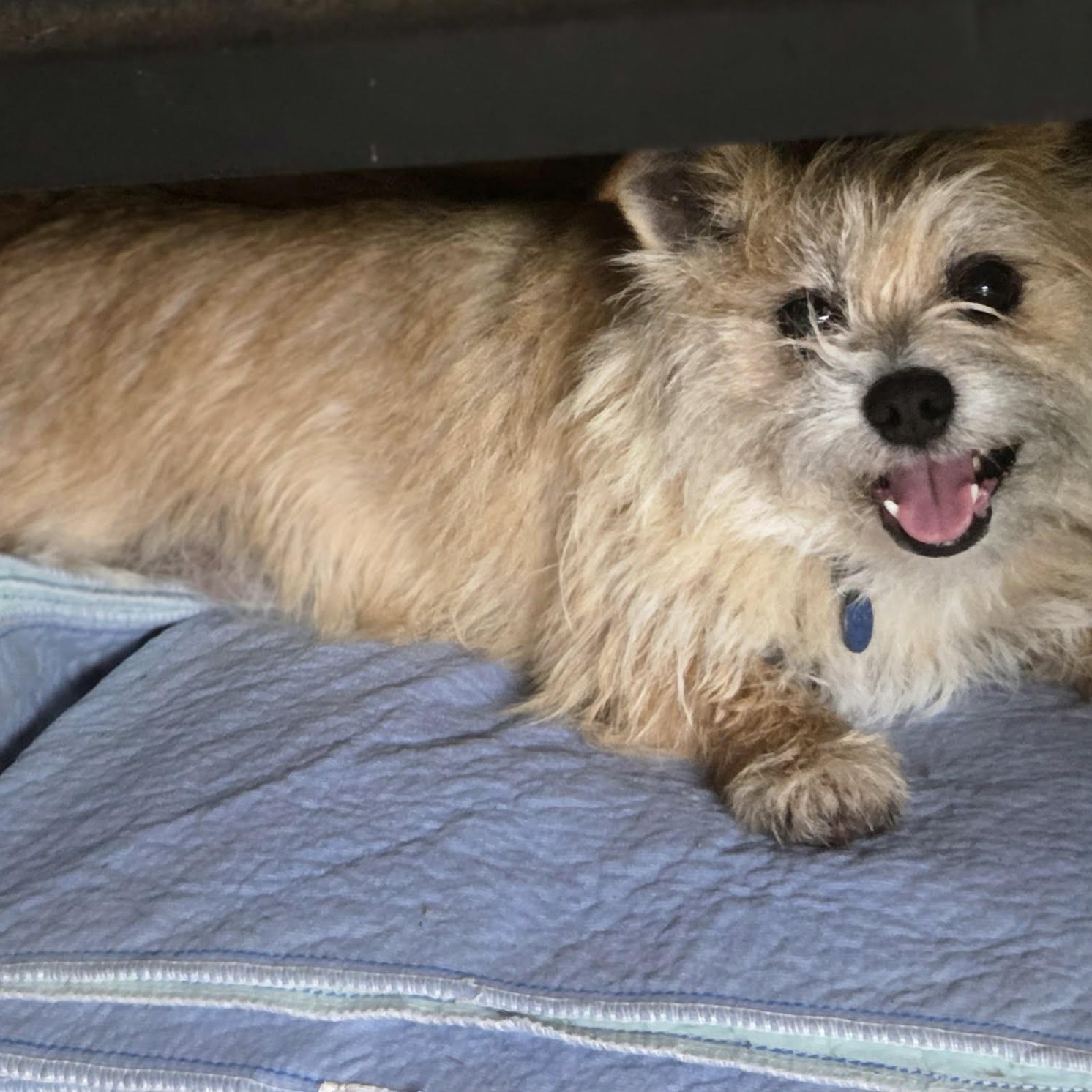 Enlarge Little Bill (20260605-01), an adopted mixed breed in Niagara on the Lake, ON image 3/5