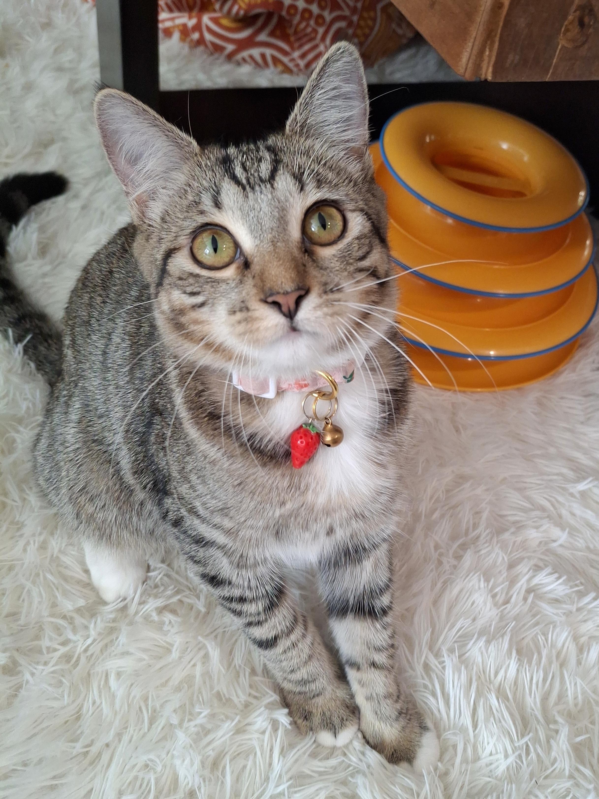 Enlarge Monica, a Adopted mixed breed in Buena Park, CA image 3/6