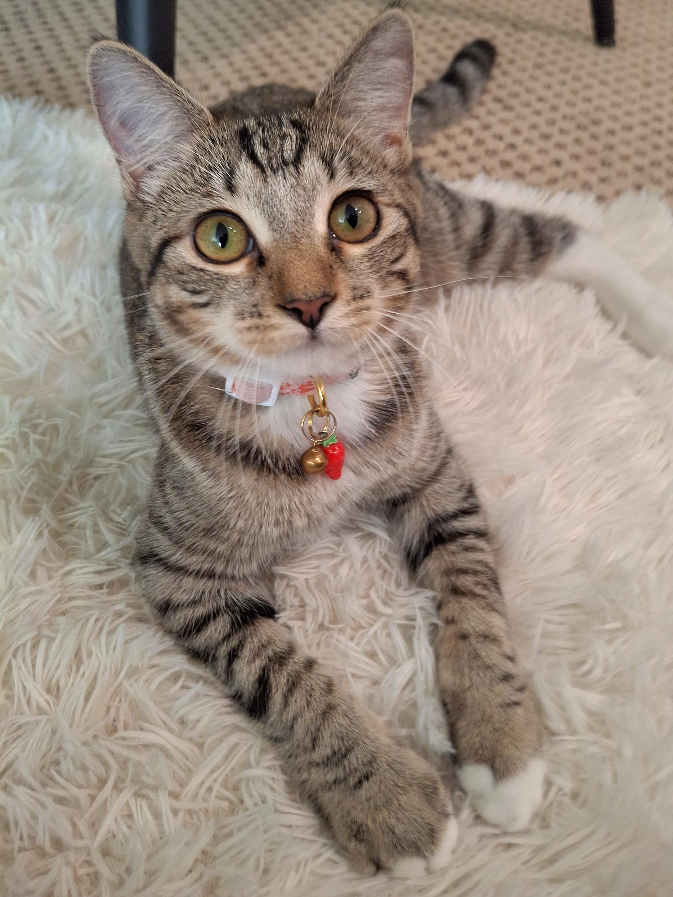Enlarge Monica, a Adopted mixed breed in Buena Park, CA image 6/6