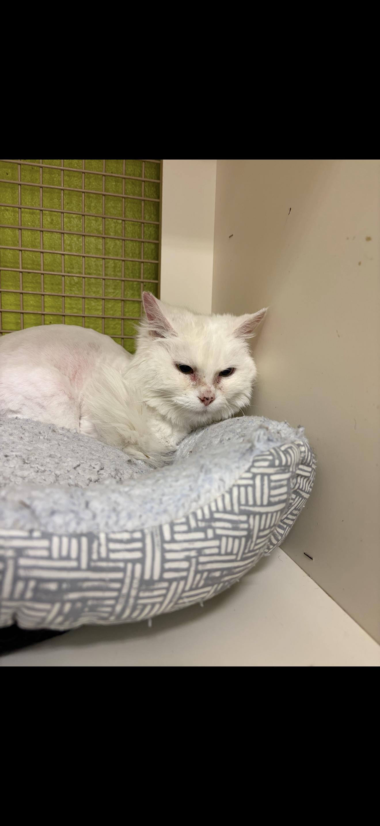 Velvet Dreamz , ADOPTABLE, Adult Female Munchkin.