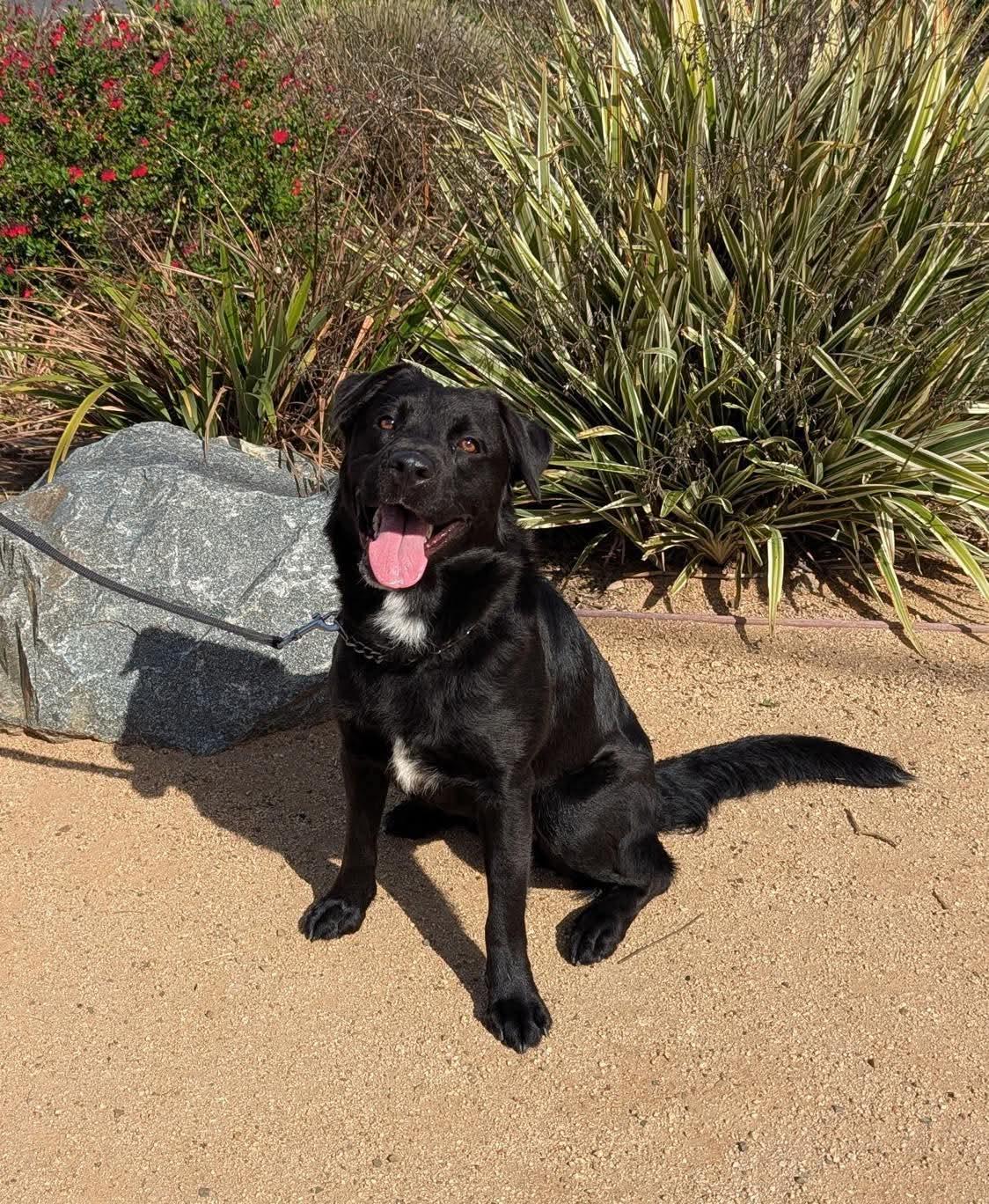 Maeve, a Adoptable mixed breed in San Diego, CA image 1/3