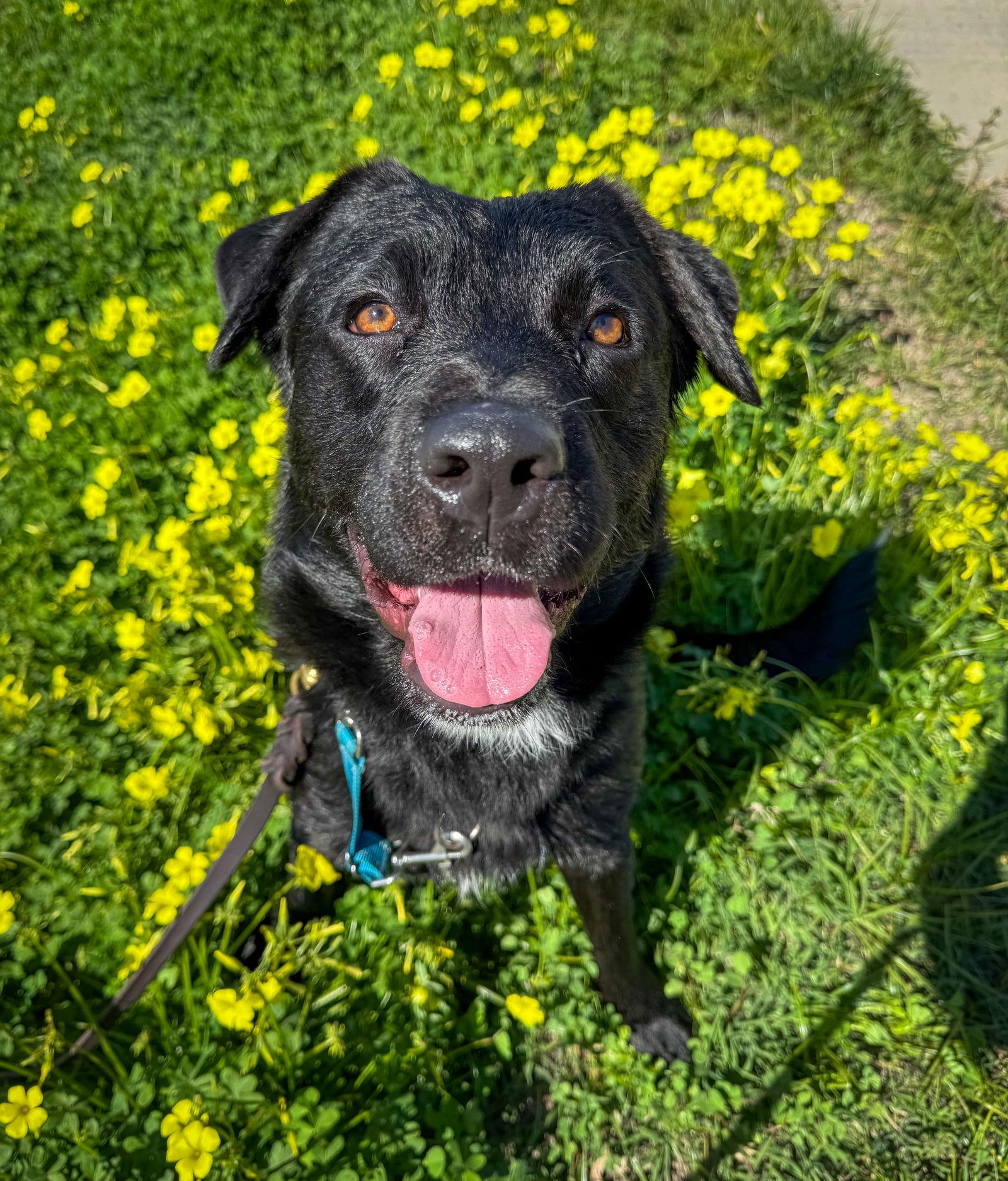 Maeve, a Adoptable mixed breed in San Diego, CA image 2/3