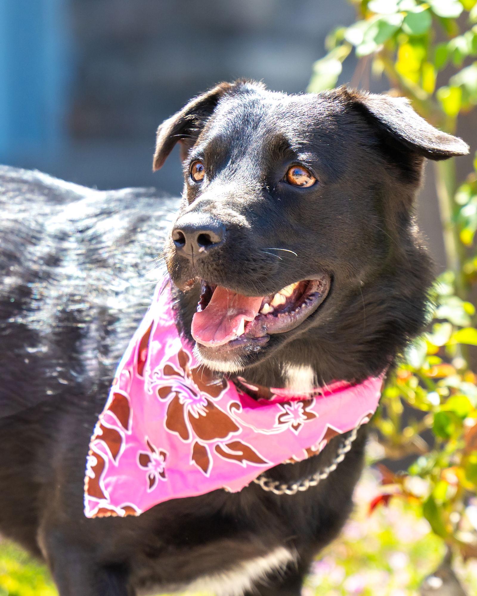 Maeve, a Adoptable mixed breed in San Diego, CA image 3/3