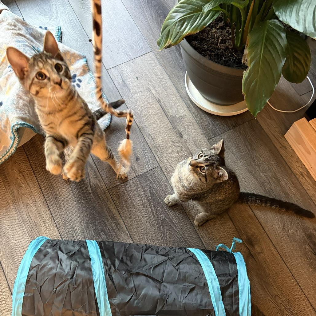 Enlarge Nala, a Adoptable Domestic Short Hair in Wheeling, IL image 2/6