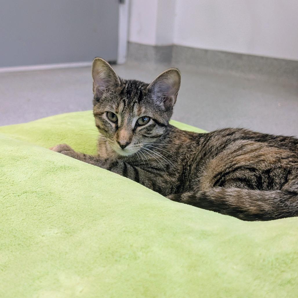 Enlarge Nala, a Adoptable Domestic Short Hair in Wheeling, IL image 3/6