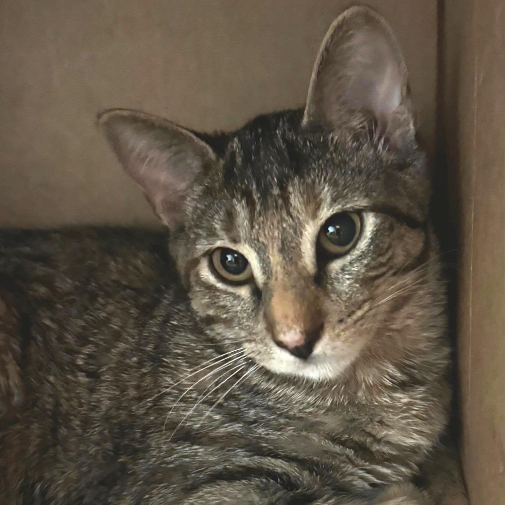 Enlarge Nala, a Adoptable Domestic Short Hair in Wheeling, IL image 4/6