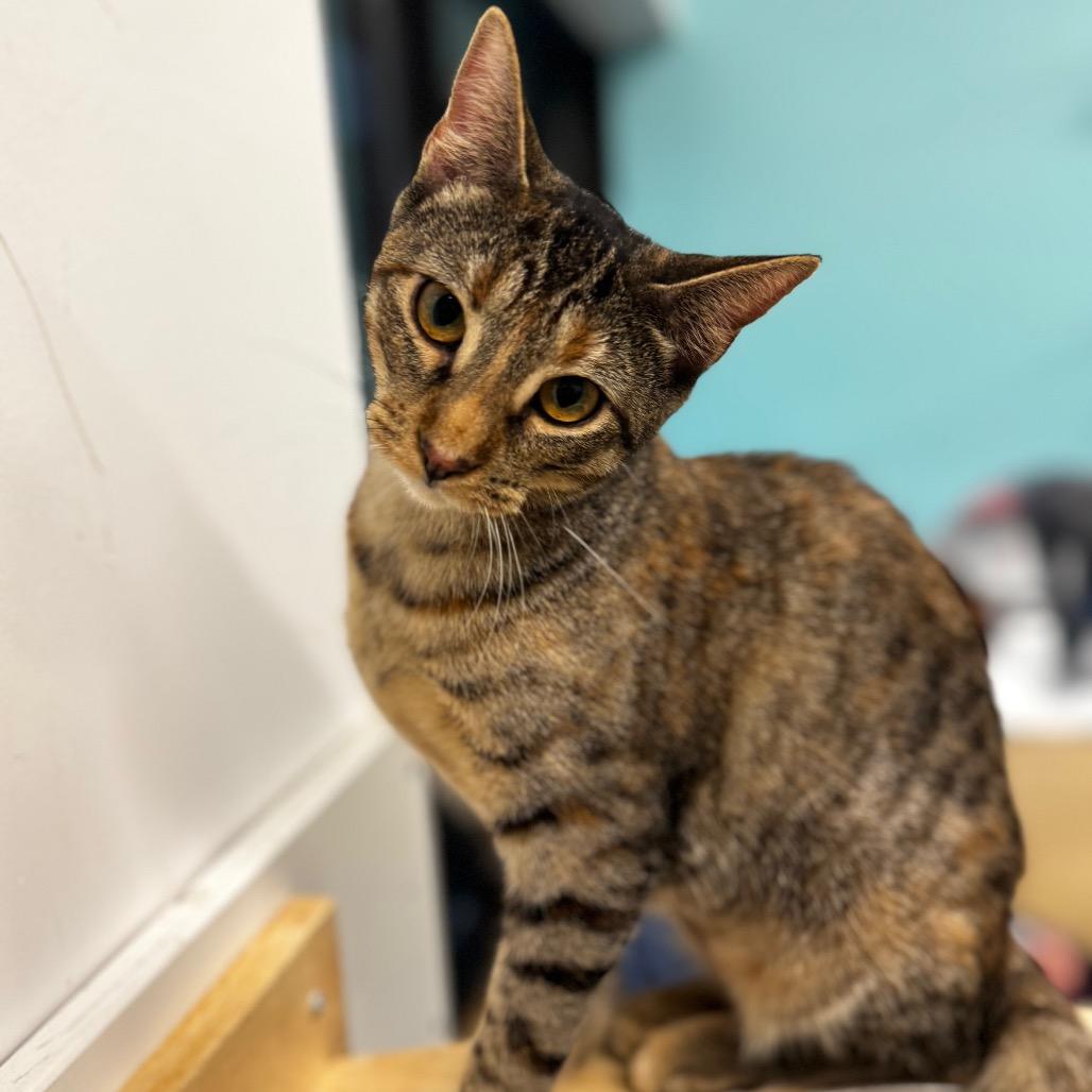 Enlarge Nala, a Adoptable Domestic Short Hair in Wheeling, IL image 5/6