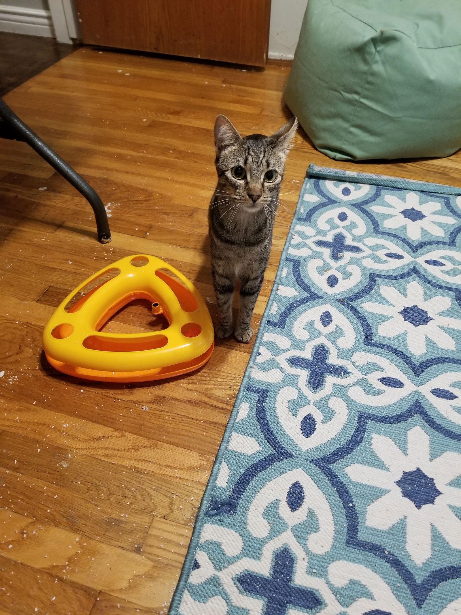 Sophie and Clover Clooney, Adopted, Young Female Bengal & Maine Coon.