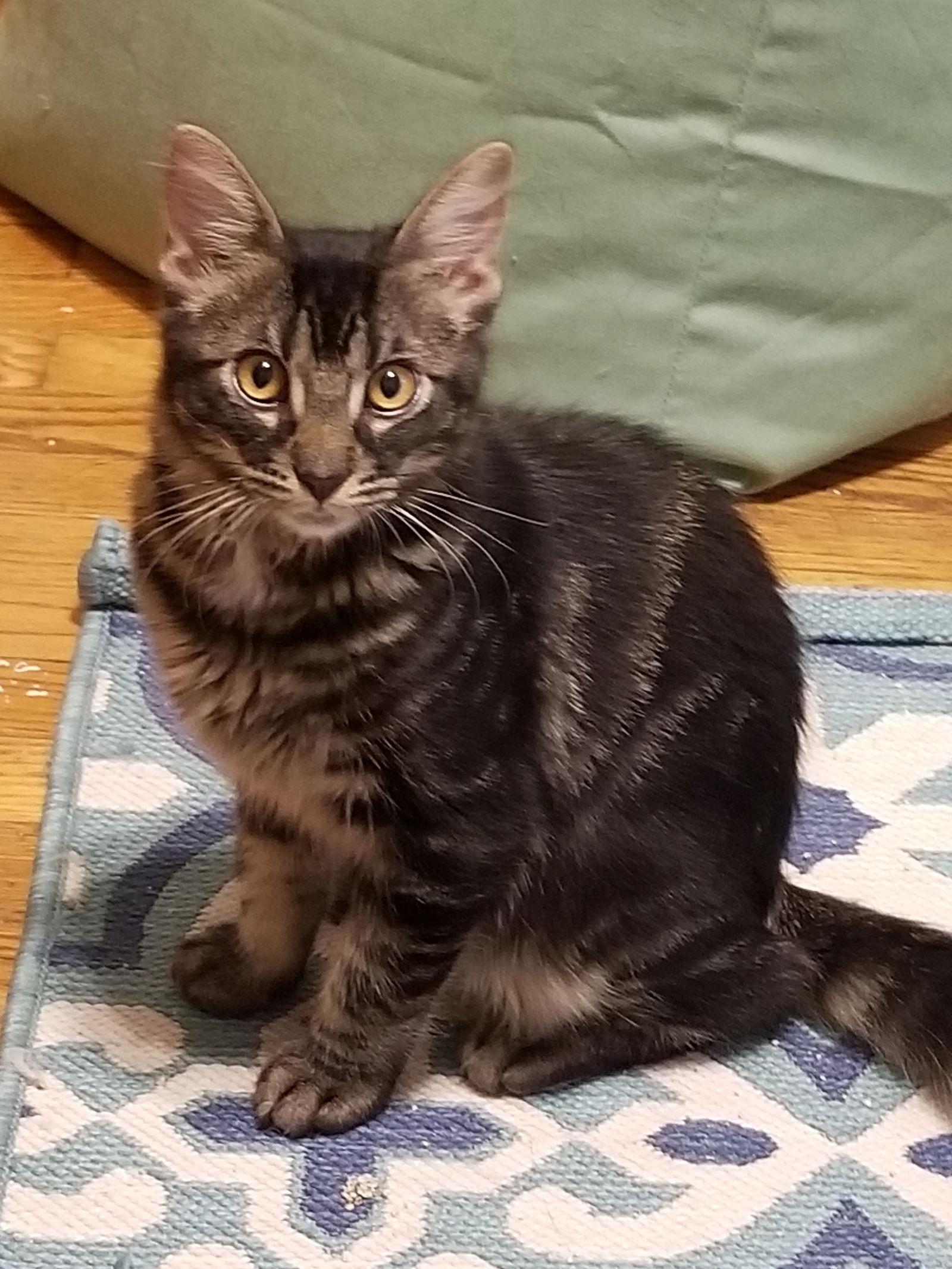 Enlarge Sophie and Clover Clooney, a Adopted mixed breed in Buena Park, CA image 2/2