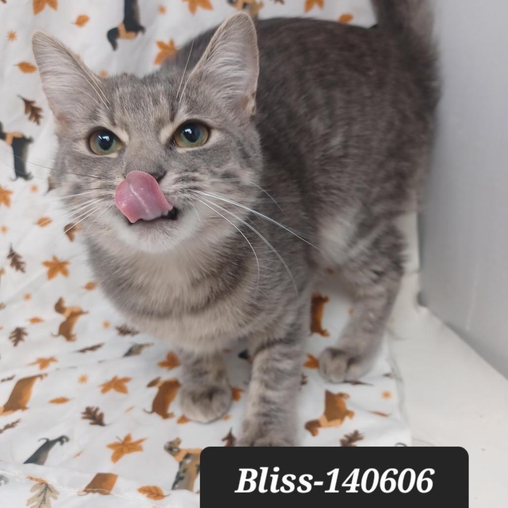 Bliss, Adoptable, Young Female Domestic Short Hair.
