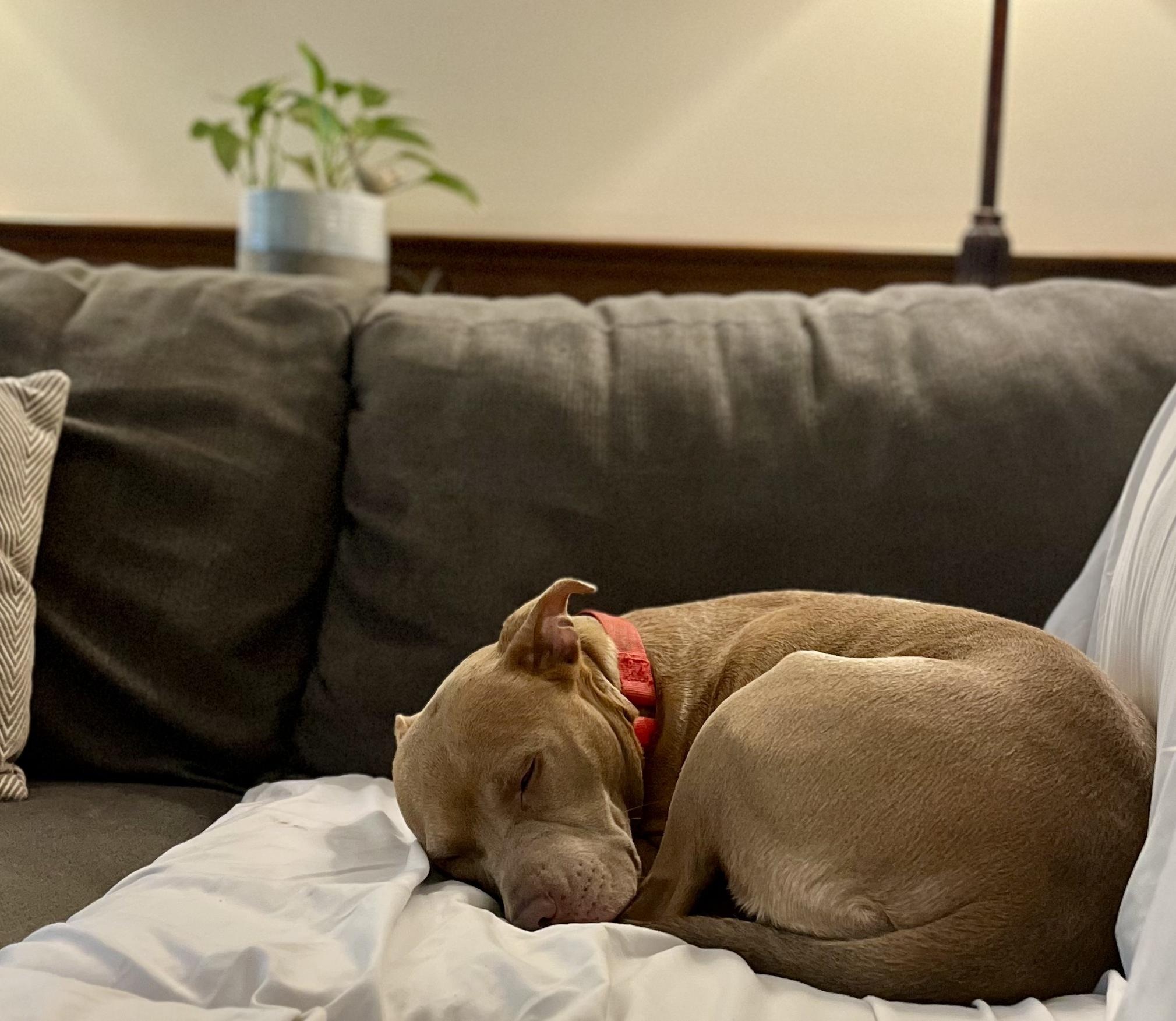 Enlarge Blondie - Color me with kisses..., a Adoptable Mixed Breed in Marietta, GA image 1/5