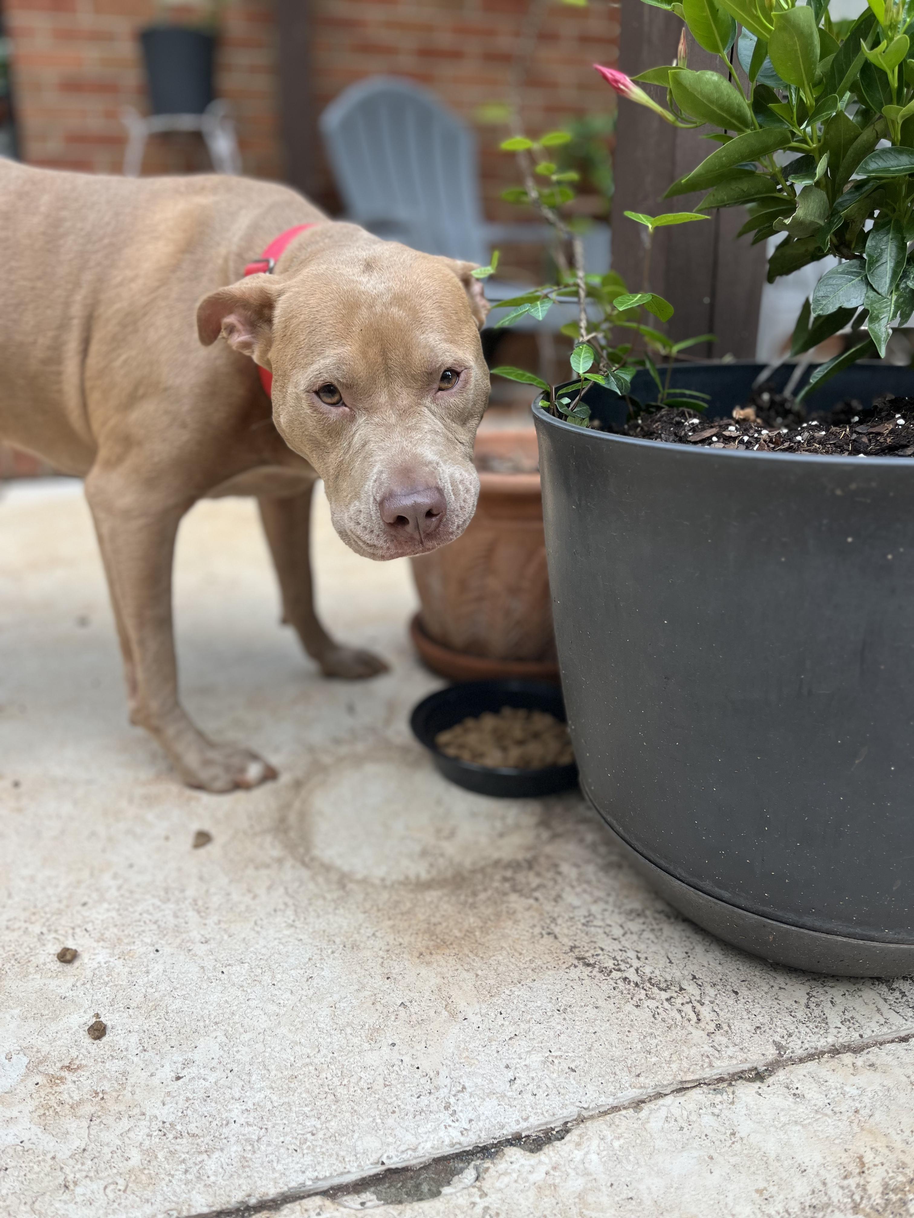 Enlarge Blondie - Color me with kisses..., a Adoptable Mixed Breed in Marietta, GA image 2/5