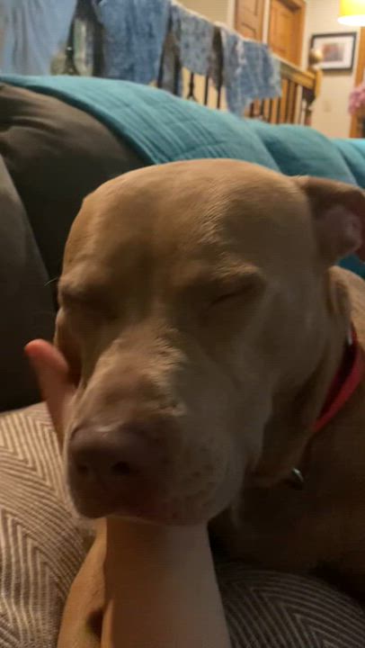 Enlarge Blondie - Color me with kisses..., a Adoptable Mixed Breed in Marietta, GA video 3/5