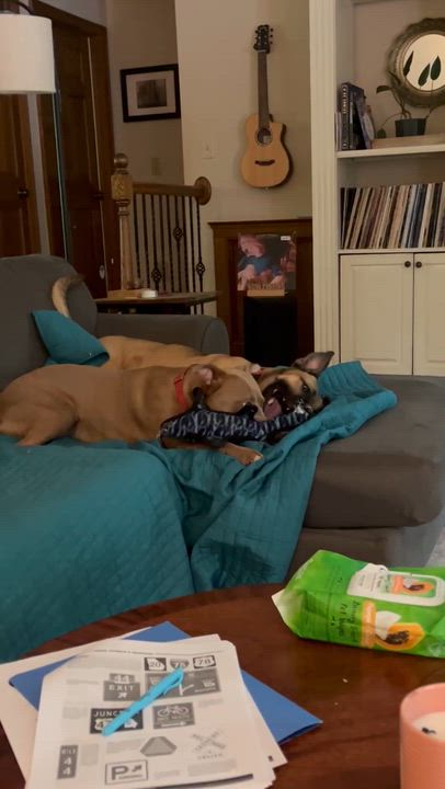 Enlarge Blondie - Color me with kisses..., a Adoptable Mixed Breed in Marietta, GA video 4/5