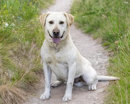 Enlarge Buck, a Adoptable mixed breed in Camano Island, WA image 2/2