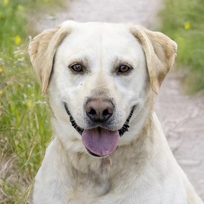 Buck, a Adoptable mixed breed in Camano Island, WA image 1/2