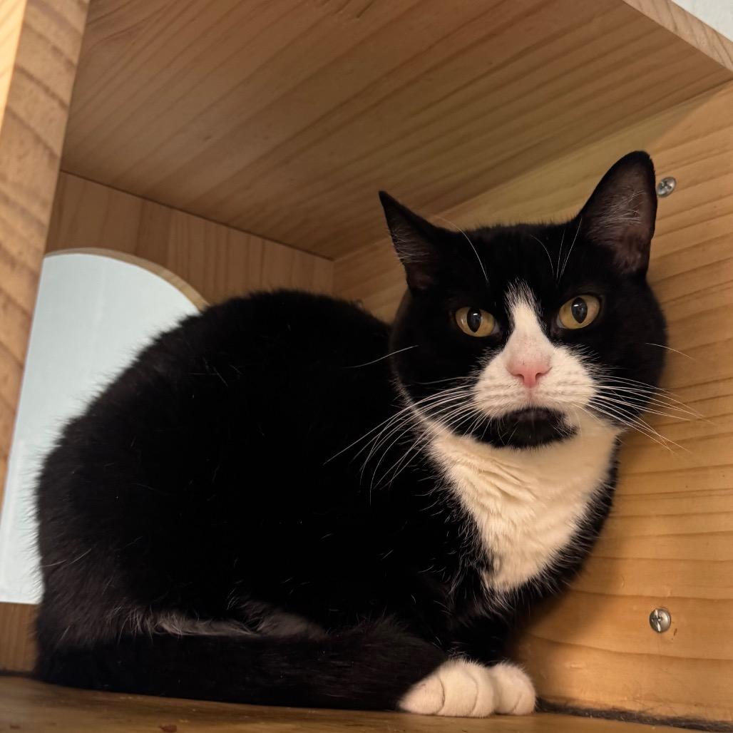 Enlarge Piper, a Adoptable Domestic Short Hair in Easton, PA image 1/6